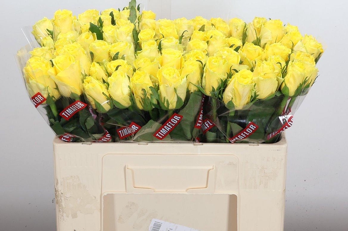 <h4>R Gr Good Times</h4>