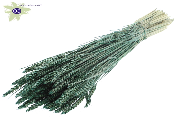 Triticum per bunch Pearl Green