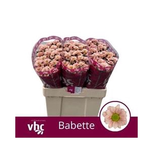 CHR SAN BABETTE
