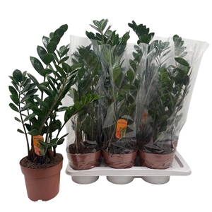 ZAMIO ZAMIIFOLIA