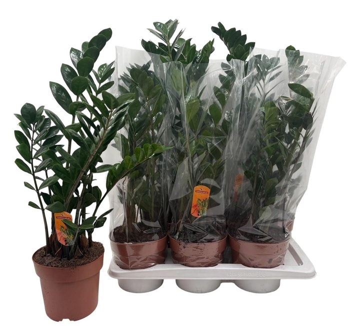 <h4>ZAMIO ZAMIIFOLIA</h4>