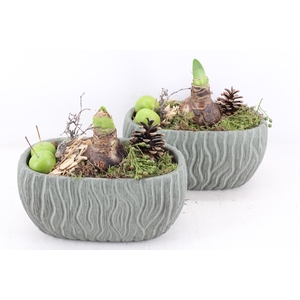 arr4 Amaryllis PL - Ker. ovaal deluxe x2