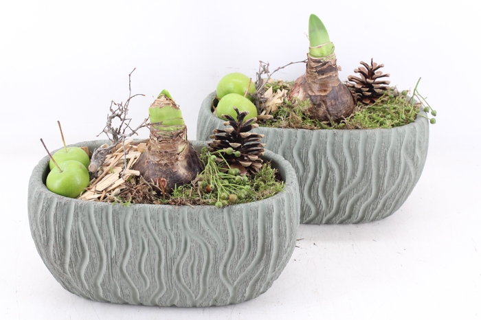 <h4>arr4 Amaryllis PL - Ker. ovaal deluxe x2</h4>