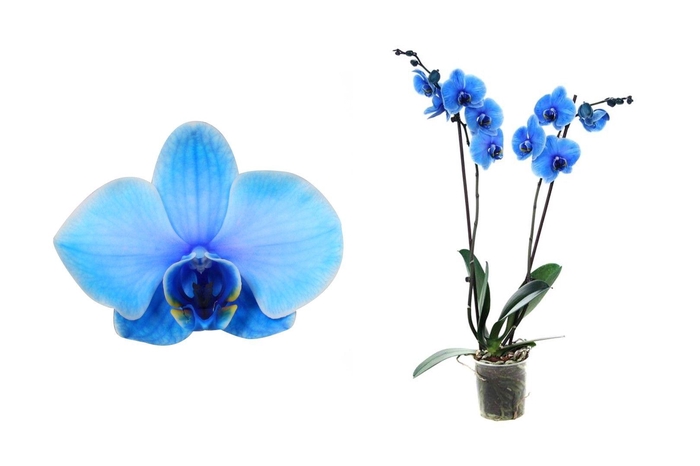 <h4>Phal I Am Blue 2T18+ Lang</h4>