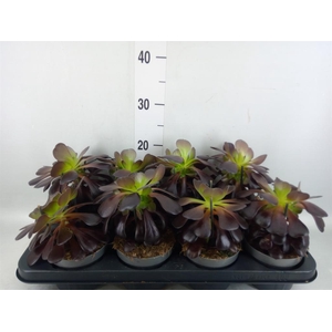 Aeonium arboreum 'Velours'