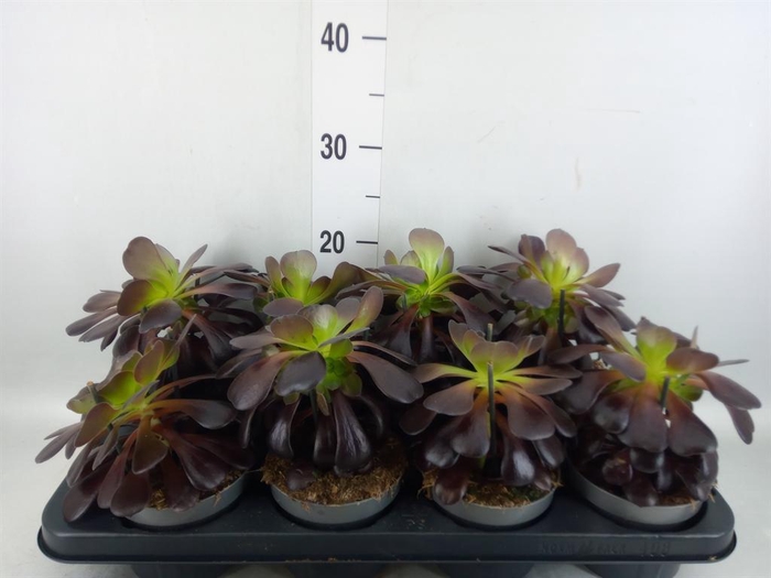 <h4>Aeonium arboreum 'Velours'</h4>