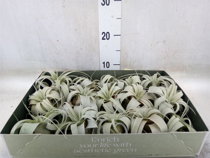<h4>Tillandsia xerographica</h4>