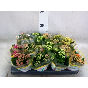 Kalanchoe blos.   ..rosebud mix  5