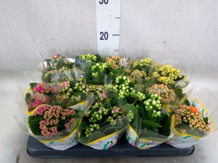 <h4>Kalanchoe blos.   ..rosebud mix  5</h4>