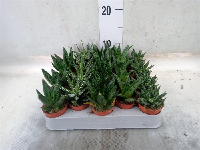 <h4>Aloe   ...mix</h4>