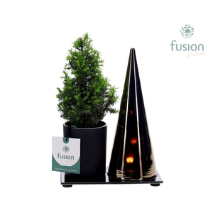 LED Duo glas met Chamaecyparis