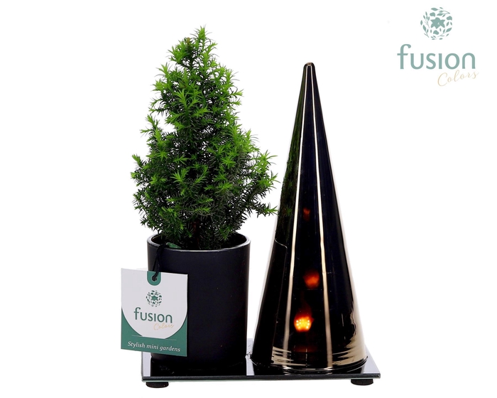 <h4>LED Duo glas met Chamaecyparis</h4>