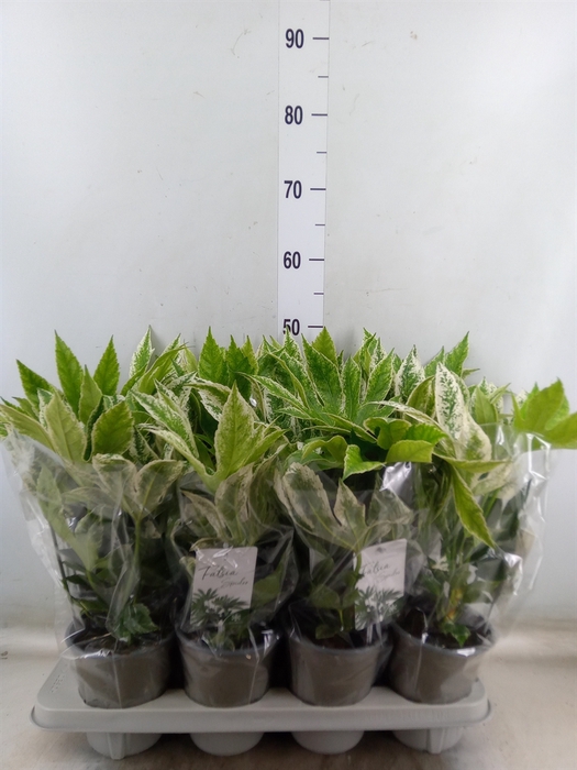 <h4>Fatsia japonica 'Variegata'</h4>