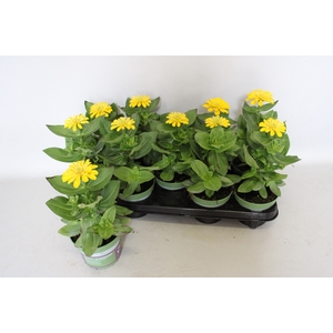 Zinnia Yellow