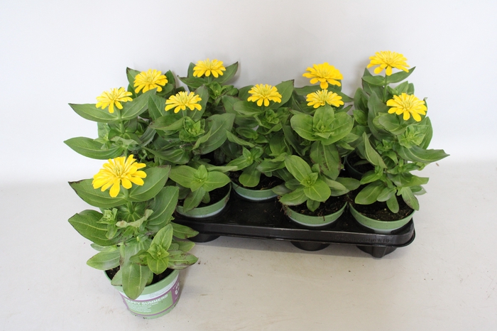 <h4>Zinnia Yellow</h4>