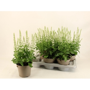 SALVIA NE SENS WHITE