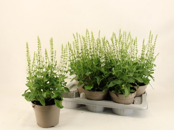 <h4>SALVIA NE SENS WHITE</h4>