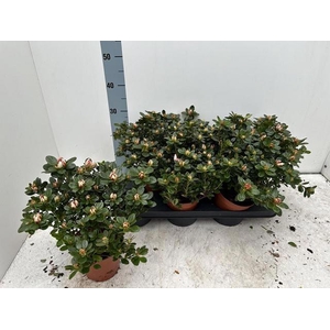 RHODO SI GEM