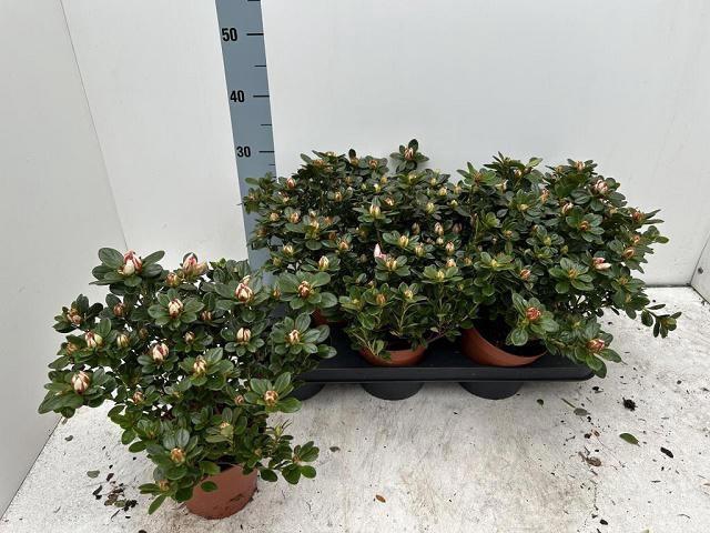 <h4>RHODO SI GEM</h4>