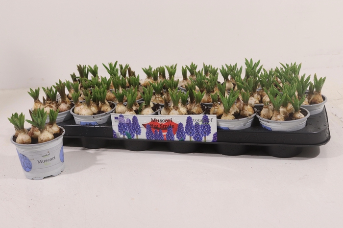 <h4>Muscar Big Smile</h4>