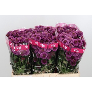 Chr San Aaa Doria Ch