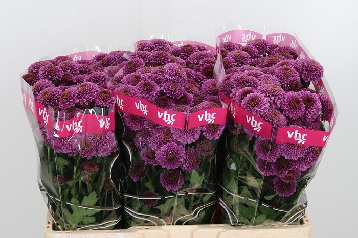 <h4>Chr San Aaa Doria Ch</h4>