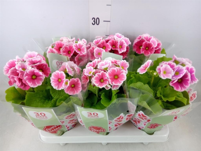 <h4>Primula obcon. 'Touch Me Red White'</h4>
