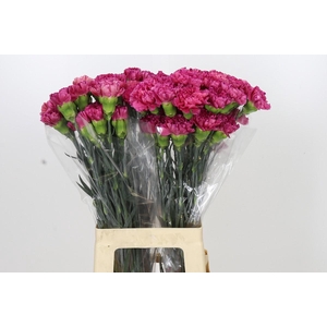 Dianthus St Bernard