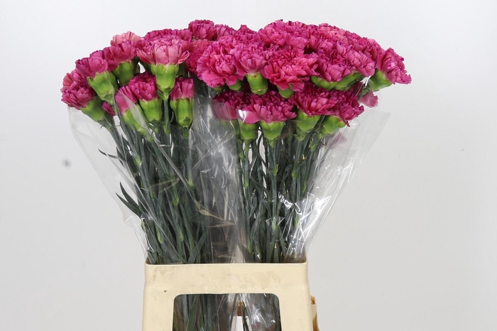 <h4>Dianthus St Bernard</h4>