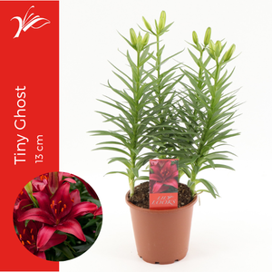 Lilium Tiny Ghost 13 cm (az. lelie)