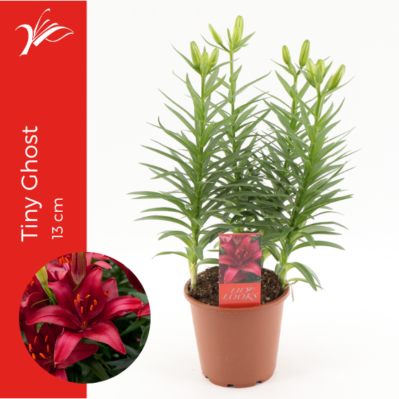 <h4>Lilium Tiny Ghost 13 cm (az. lelie)</h4>
