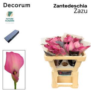 Zant Zazu Small Box 50 Cm 20 St