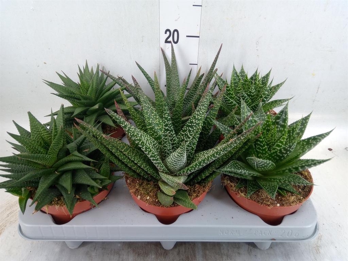 <h4>Aloe   ...mix</h4>