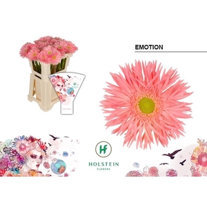 Gerbera Emotion