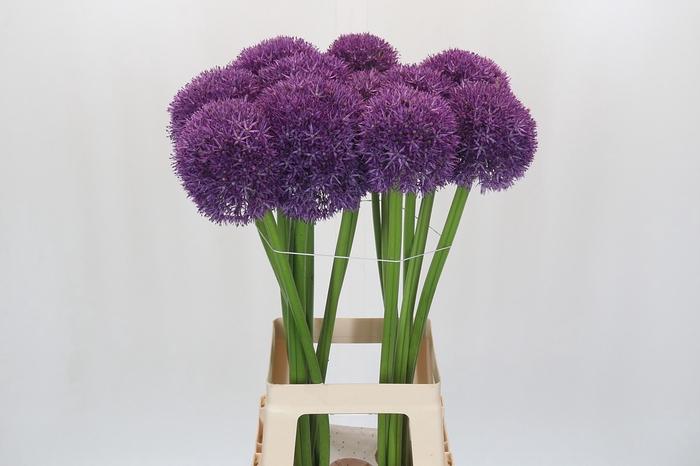 Allium Pinball Wizard
