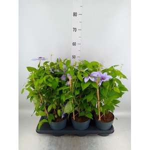 Clematis  'Boulevard'   ...