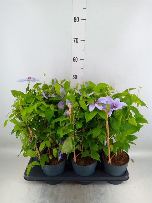 <h4>Clematis  'Boulevard'   ...</h4>