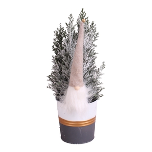 Opm Christmas Arr. Conifer Zinc Grey/GoldWhite