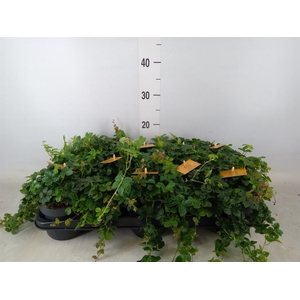 Parthenocissus inserta