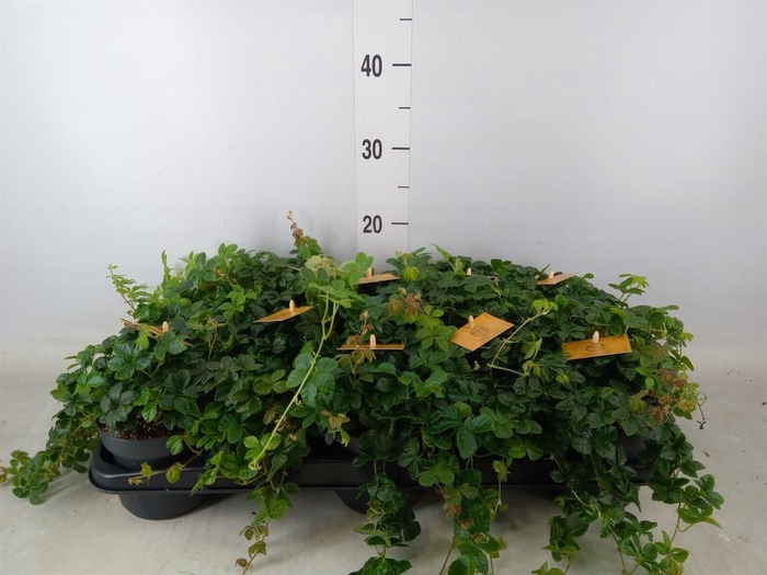 <h4>Parthenocissus inserta</h4>