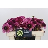 Dahlia Muchacha