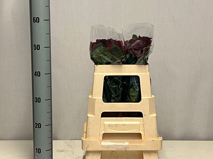 <h4>R GR BLACK BACCARA</h4>