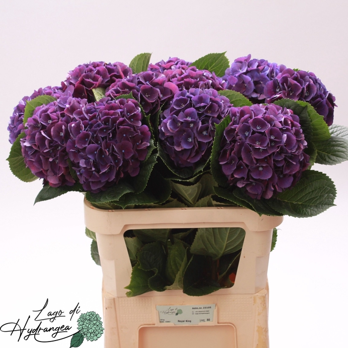 <h4>Hydr Royal King De Munck</h4>