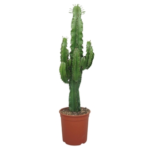Euphorbia abyssinica