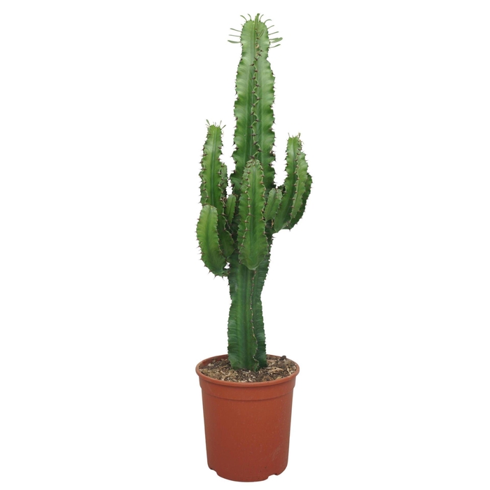 <h4>Euphorbia abyssinica</h4>