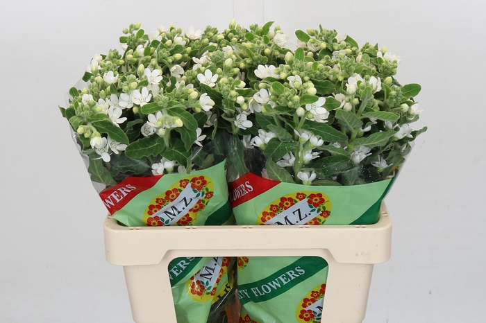 <h4>Oxypetalum coeruleum 'Perfect White Harmony'</h4>