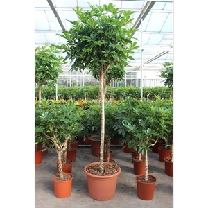 Schefflera arboricola 'Compacta'