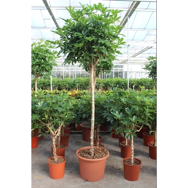 <h4>Schefflera arboricola 'Compacta'</h4>