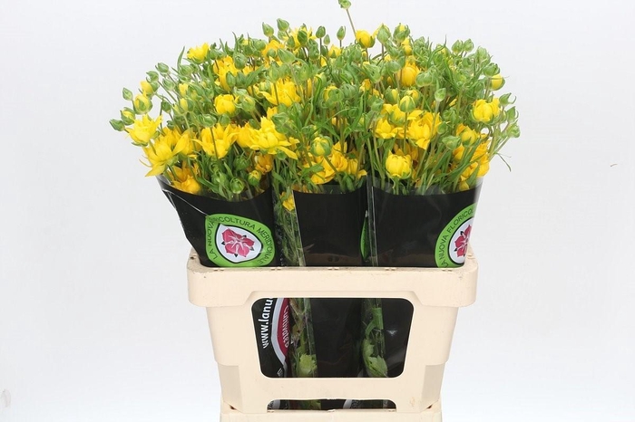 <h4>Ran Natura Moderna Proxima S</h4>