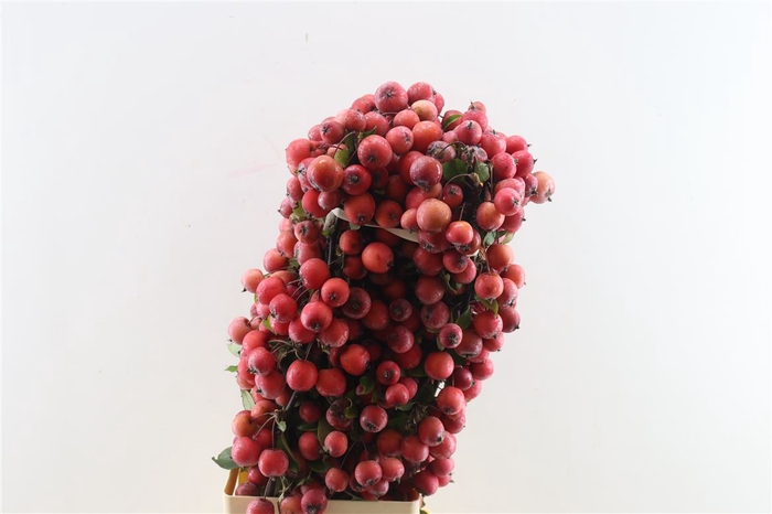 <h4>Malustak Red 80cm P Stem</h4>